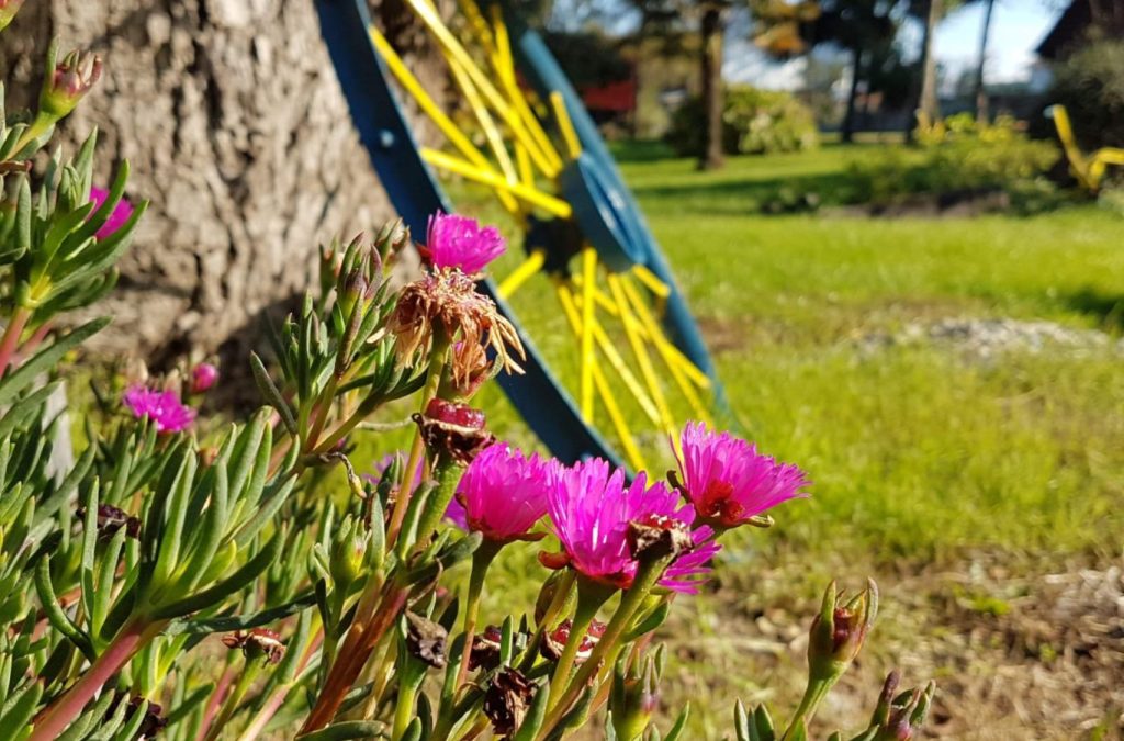 Flores rosadas y rueda de carreta entre el pasto del parque