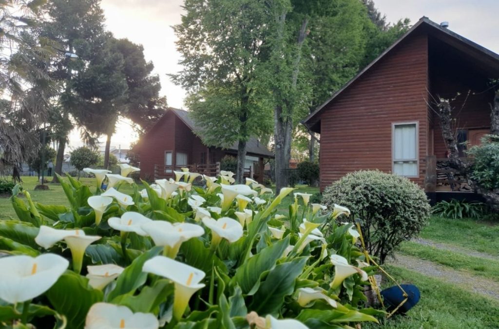 Cartuchos en flor frente a las cabañas, entre árboles del parque