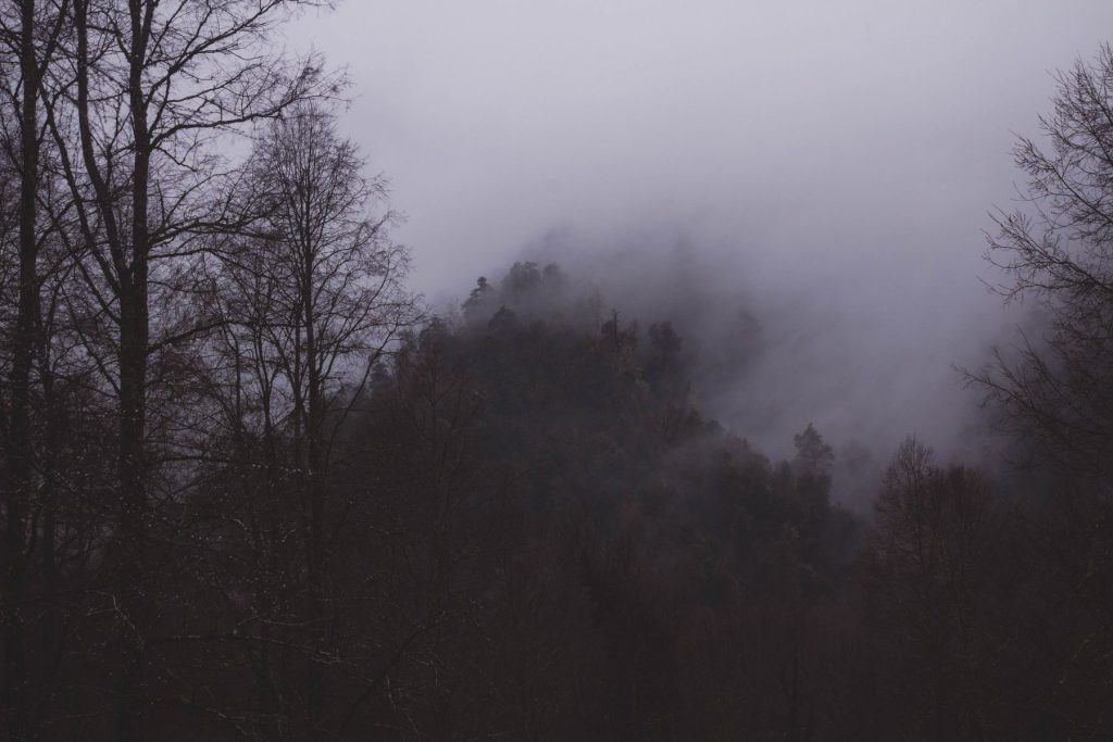 Bosque cubierto de neblina en Villarrica, Chile